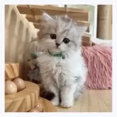 ミヌエット(長足)【長野県・男の子・2024年3月26日・シルバータビー&ホワイト】の写真2