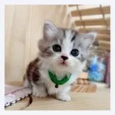 マンチカン(短足)【長野県・男の子・2023年7月20日・ブラウンタビー&ホワイト】の写真2