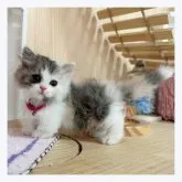 マンチカン(短足)【長野県・女の子・2023年5月25日・キャリコ】の写真2