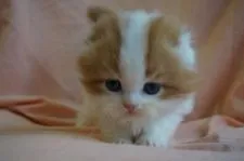 スコティッシュフォールド【長野県・男の子・2016年10月11日・レッドタビー&ホワイト】の写真2