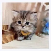 ミヌエット(短足)【長野県・女の子・2023年8月18日・ブラウンタビー】の写真2