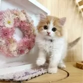 マンチカン(長足)【長野県・女の子・2024年6月5日・レッドタビー&ホワイト】の写真2