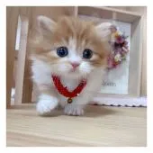 ミヌエット【長野県・女の子・2021年10月23日・レッドタビー&ホワイト】の写真2「12/8撮影」