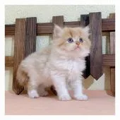 ミヌエット【長野県・男の子・2020年7月11日・レッドアンドホワイト】の写真2