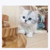 ミヌエット(長足)【長野県・女の子・2022年4月16日・キャリコ】の写真2「6/20撮影」