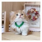 ミヌエット【長野県・女の子・2021年9月20日・レッドタビー&ホワイト】の写真3「11/22撮影」