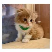 スコティッシュフォールド(折れ耳)【長野県・男の子・2021年4月1日・レッドタビー&ホワイト】の写真3