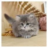 マンチカン(短足)【長野県・女の子・2024年6月30日・ブルー】の写真3