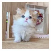 ミヌエット【長野県・男の子・2021年10月23日・レッドタビー&ホワイト】の写真3「12/13撮影」