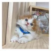 ミヌエット【長野県・男の子・2021年7月29日・レッド&ホワイト】の写真3「9/13撮影」