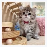 マンチカン(長足)【長野県・男の子・2024年3月14日・ブラウンタビー】の写真3