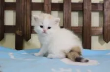 マンチカン(長足)【長野県・女の子・2020年4月14日・ダイリュートキャリコ】の写真3「5/15撮影」