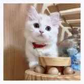 マンチカン(短足)【長野県・女の子・2024年3月14日・クリームタビー&ホワイト】の写真3