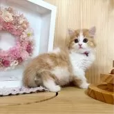 マンチカン(長足)【長野県・女の子・2024年6月5日・レッドタビー&ホワイト】の写真3