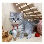 ミヌエット【長野県・女の子・2021年10月17日・シルバータビー】の写真3「12/8撮影」