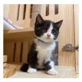 マンチカン(長足)【長野県・男の子・2021年6月10日・ブラック&ホワイト】の写真3