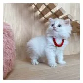 ミヌエット【長野県・女の子・2021年5月26日・クリームタビー&ホワイト】の写真3