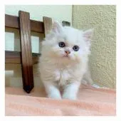 ミヌエット【長野県・女の子・2020年7月16日・クリームポイント】の写真3