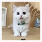 マンチカン(短足)【長野県・男の子・2024年3月14日・クリームタビー&ホワイト】の写真3