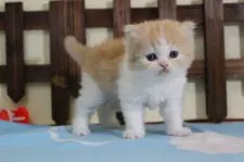 マンチカン(長足)【長野県・男の子・2020年4月12日・レッドタビー&ホワイト】の写真3「5/15撮影」