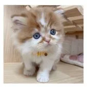 マンチカン(長足)【長野県・男の子・2021年9月8日・レッドタビー&ホワイト】の写真4