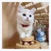 マンチカン(短足)【長野県・女の子・2024年3月14日・クリームタビー&ホワイト】の写真4