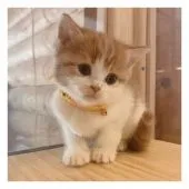 スコティッシュフォールド(立ち耳)【長野県・女の子・2021年5月1日・レッドタビー&ホワイト】の写真4