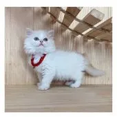 ミヌエット【長野県・女の子・2021年5月26日・クリームタビー&ホワイト】の写真4