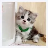 マンチカン(短足)【長野県・男の子・2023年7月20日・ブラウンタビー&ホワイト】の写真4