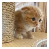 スコティッシュフォールド(折れ耳)【長野県・男の子・2021年5月1日・レッドタビー&ホワイト】の写真4