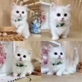 マンチカン(短足)【長野県・男の子・2024年3月14日・クリームタビー&ホワイト】の写真4