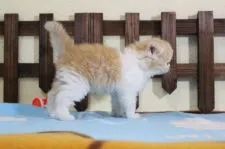 マンチカン(長足)【長野県・男の子・2020年4月12日・レッドタビー&ホワイト】の写真4「5/15撮影」