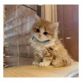 ミヌエット【長野県・男の子・2021年4月22日・レッドタビー&ホワイト】の写真4