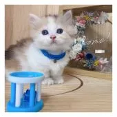 ミヌエット【長野県・女の子・2021年8月2日・キャリコ】の写真4「9/11撮影」