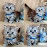 ミヌエット(短足)【長野県・男の子・2023年9月8日・シルバータビー】の写真5