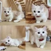 マンチカン(短足)【長野県・女の子・2024年3月14日・クリームタビー&ホワイト】の写真5