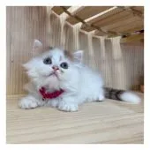 ミヌエット【長野県・男の子・2021年5月26日・ブラウンタビー&ホワイト】の写真5