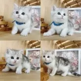 マンチカン(長足)【長野県・男の子・2024年9月29日・シルバータビー&ホワイト】の写真5