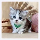 マンチカン(短足)【長野県・男の子・2023年7月20日・ブラウンタビー&ホワイト】の写真5