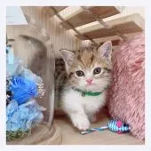 マンチカン(短足)【長野県・女の子・2022年1月10日・ブラウンパッチドタビー&ホワイト】の写真5