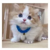 ミヌエット【長野県・男の子・2021年10月23日・レッドタビー&ホワイト】の写真5「12/8撮影」