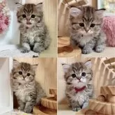 マンチカン(長足)【長野県・男の子・2024年3月14日・ブラウンタビー】の写真5