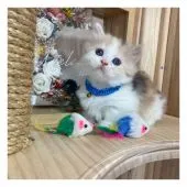 ミヌエット【長野県・女の子・2021年8月2日・キャリコ】の写真5「9/11撮影」