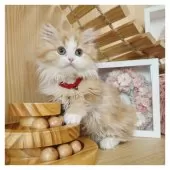 ミヌエット(短足)【長野県・女の子・2024年10月23日・レッドタビー&ホワイト】の写真10