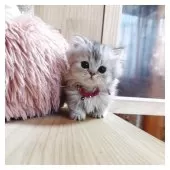 ミヌエット(短足)【長野県・女の子・2025年3月10日・シルバータビー】の写真12