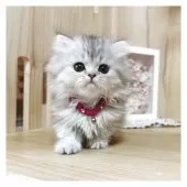 ミヌエット(短足)【長野県・女の子・2025年3月10日・シルバータビー】の写真13