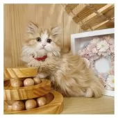 ミヌエット(短足)【長野県・女の子・2024年10月23日・レッドタビー&ホワイト】の写真13