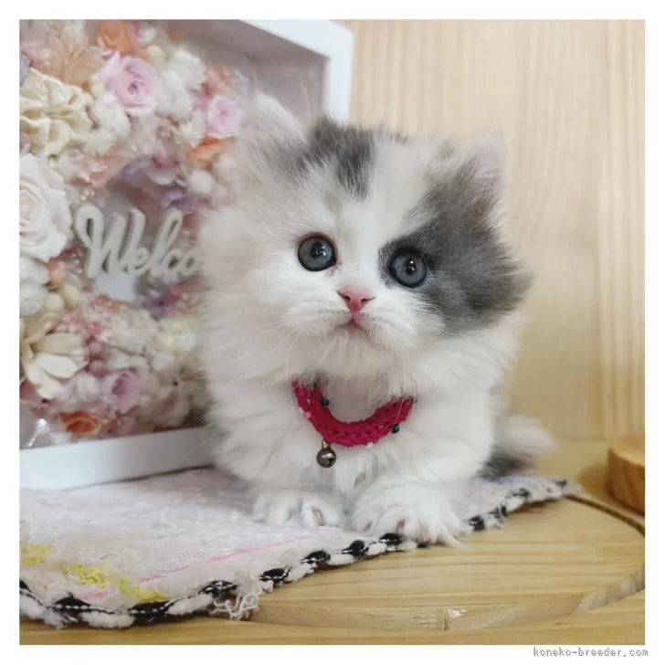 ID:2504-00661の子猫