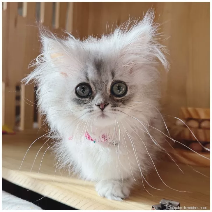 ID：2511-01468の子猫