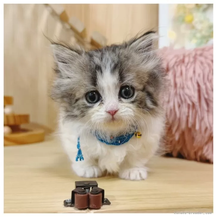 ID：2510-00558の子猫